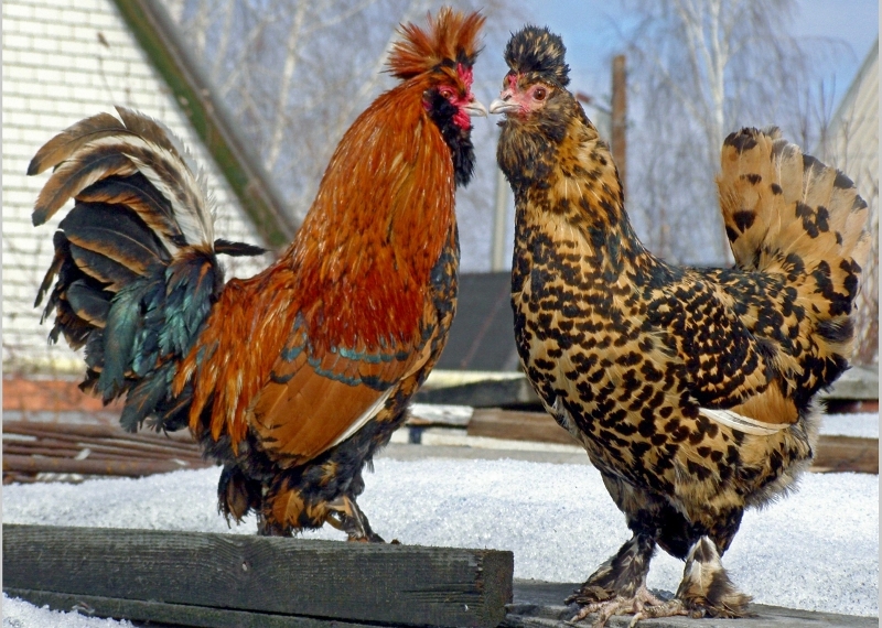  الدجاج من سلالة pavlovsk