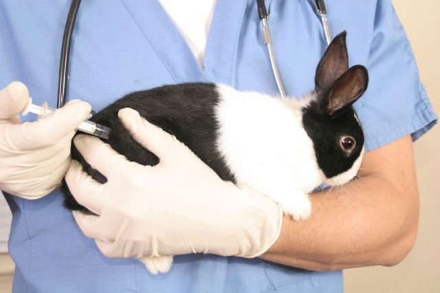  ما هي اللقاحات التي تقوم بها الأرانب ومتى؟