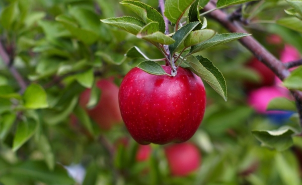  متى وكيف نزرع التفاح: نصائح مفيدة وتعليمات خطوة بخطوة