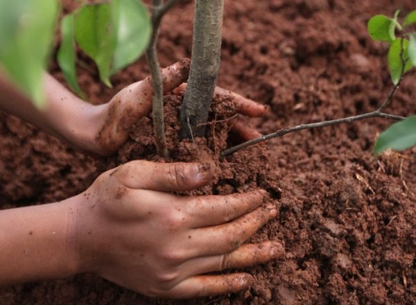  كيف ومتى يكون من الأفضل زراعة وإعادة زراعتها: دليل خطوة بخطوة للزراعة والرعاية