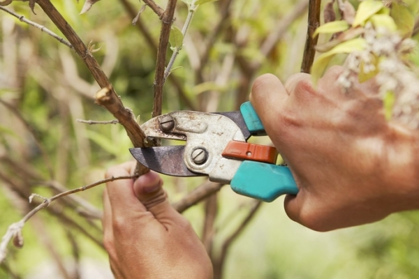  تقليم أشجار الفاكهة: لماذا هي ضرورية ومتى يتم تنفيذها؟