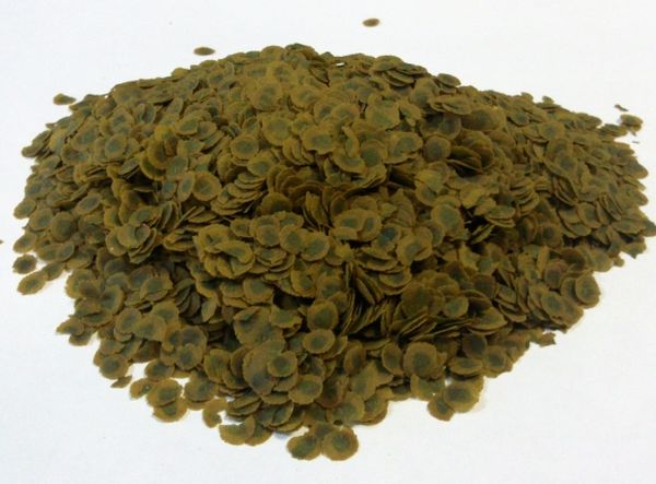  يمكن استخدام البطة الطافية الجافة كضمادة خضراء.