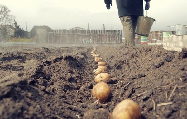  زراعة البطاطس في منطقة لينينغراد