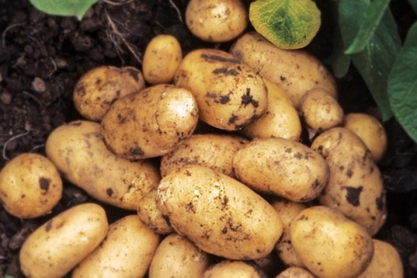  وصف وخصائص تنوع البطاطس Adretta ، نصائح حول الزراعة والرعاية
