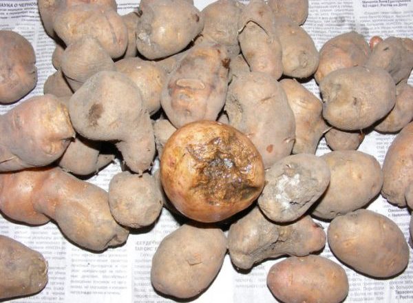  أضرار البطاطا النيماتودا