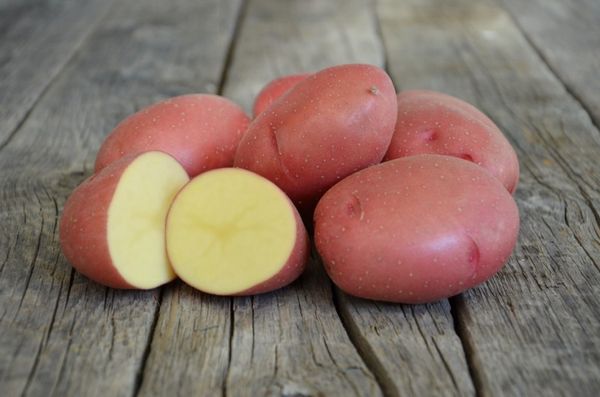  البطاطا روزارا متنوعة