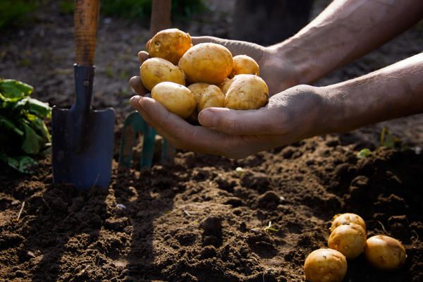  شروط زراعة البطاطا