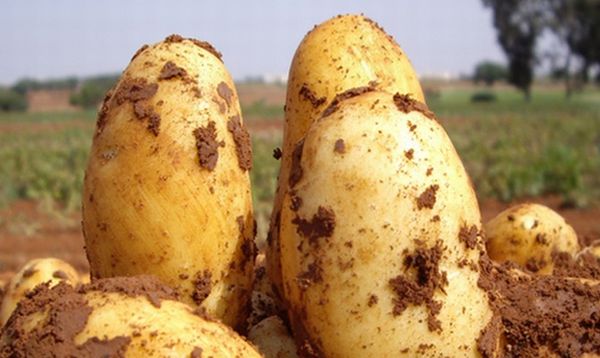  وصف أصناف البطاطا أولادار