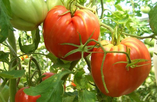  أصناف الطماطم الكاردينال