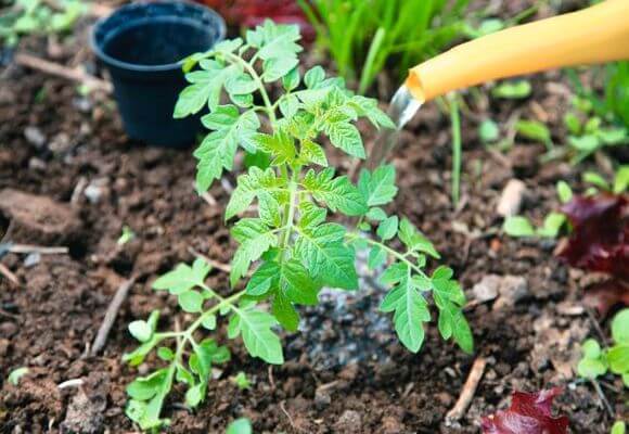  لتحسين النمو ، يمكنك تسخين الطماطم بخلطات الأسمدة.