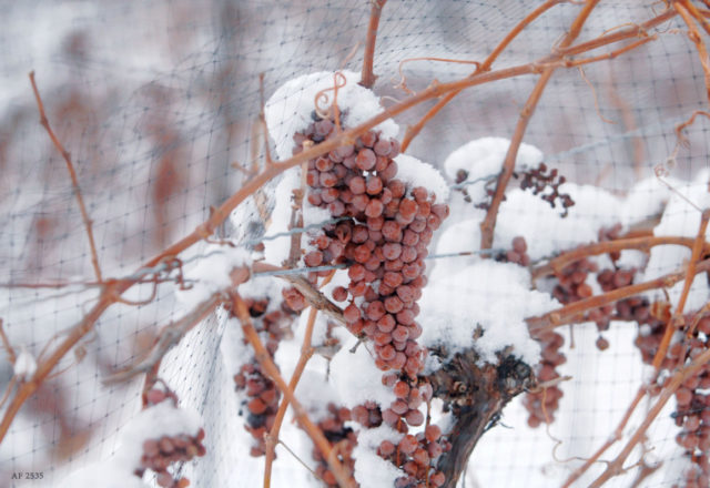  كيف تغطي العنب في الشتاء