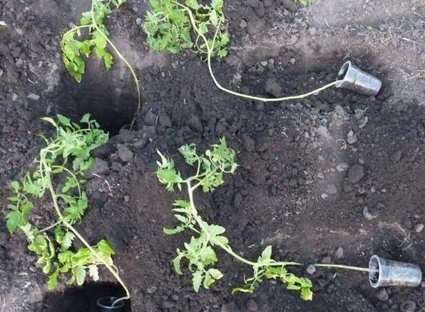  كيفية زراعة شتلات الطماطم متضخمة