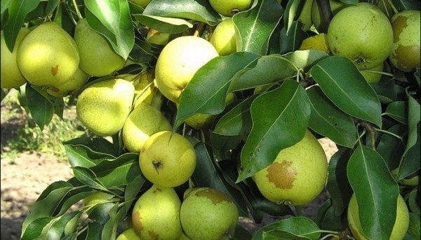  Pear Skorospelka من Michurinsk